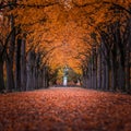 Godollo, Hungary - Narrow alley in Elisabeth park surronded by colorful red and yellow linden trees at autumn