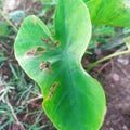 one green lompong leaf