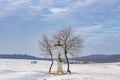 Gods tortue near Velka Trna, Tokaj region, Slovakia