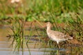 Godwit fishing Royalty Free Stock Photo