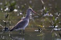 Godwit a large, long-billed, long-legged and strongly migratory wader of the bird genus Limosa