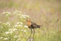 Godwit, Limosa limosa