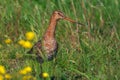 Godwit in a meadow