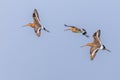 Godwits in territorial fight Royalty Free Stock Photo