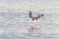 Goeland in flight over water Royalty Free Stock Photo