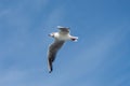 Goeland flying with wings spread from below Royalty Free Stock Photo