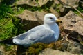 Goeland on its nest Royalty Free Stock Photo