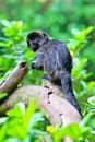 Goeldi's marmosets Royalty Free Stock Photo