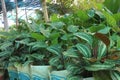 Goeppertia veitchiana and Homalomena tree on farm