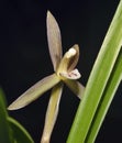 Goerings Cymbidium or Noble Orchid Royalty Free Stock Photo