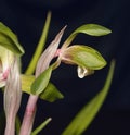 Goerings Cymbidium or Noble Orchid Royalty Free Stock Photo