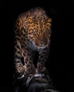 Goes on a log leopard isolated on black background. Wild beautiful big cat in the night darkness, a mysterious and dangerous beast Royalty Free Stock Photo