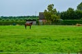 Goes, the netherlands, August 2019. Royalty Free Stock Photo