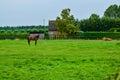 Goes, the netherlands, August 2019. Royalty Free Stock Photo