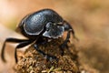 Gofer beetle Royalty Free Stock Photo