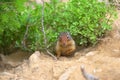 Gofer peeking out of a bush and looking around Royalty Free Stock Photo