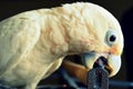 Goffin Cockatoo bird Royalty Free Stock Photo