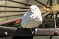 Goffin Cockatoo Royalty Free Stock Photo