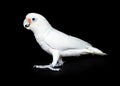 Goffin's Cockatoo Bird - Side View Royalty Free Stock Photo