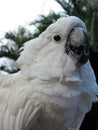 Goffin`s Cockatoo , Cacatua goffiniana, Tanimbar cackatoo Royalty Free Stock Photo