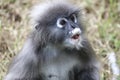 Goggle dusky leaf monkey closeup. Funny Spectacled Langur Royalty Free Stock Photo