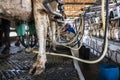 automatic milking system industry on the Holstein cow farm in Brazil