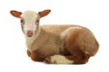 Going baby sheep on a white Royalty Free Stock Photo