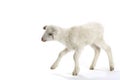 Going baby sheep on a white Royalty Free Stock Photo