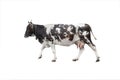 going black - white cow isolated on a white Royalty Free Stock Photo