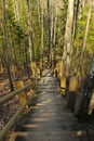 Going down the stairs at the nature park of Gauja, Latvia. Wooden plank stairs among trees with sunbeams on them Royalty Free Stock Photo