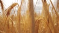 Going through the field of wheat. Camera goes through the field of growing wheet