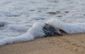 Going home, baby Leatherback Sea Turtle Royalty Free Stock Photo