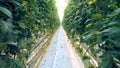 Going through the plantations of tomatoes in a warmhouse along the passway