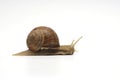 Going snail