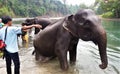 Going to bath. Elephant in Tangkahan, North Sumatra