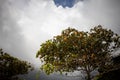 It is going to rain. the sky is covered with dark thunderclouds before the rain. in the foreground tropical trees