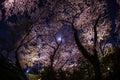 A going to see cherry blossoms at night and the moon