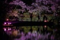 Going to see cherry blossoms at night and the people of the Sankei Garden