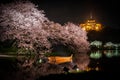 Of going to see cherry blossoms at night Sankei Garden