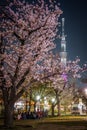 A going to see cherry blossoms at night sightseeing and Tokyo Sky Tree Royalty Free Stock Photo