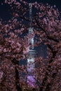 A going to see cherry blossoms at night sightseeing and Tokyo Sky Tree Royalty Free Stock Photo