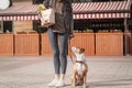 Going to shop for food with trained dog. Young pretty woman with Royalty Free Stock Photo