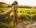 They are going to taste great later. Unrecognizable shot of a hand holding a bunch of carrots with green vegetation in Royalty Free Stock Photo