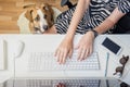 Going to work with pets concept: woman working at desktop computer with dog next to her. Top view of business woman at office Royalty Free Stock Photo