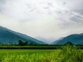 Some rice field in front of the mountains