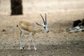 The goitered or black-tailed gazelle (Gazella subgutturosa)