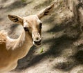 Goitered Gazelle 1 Royalty Free Stock Photo