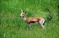 Goitered Gazelle Buck In A Meadow Royalty Free Stock Photo