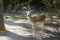 Goitered gazelle (Gazella subgutturosa) Royalty Free Stock Photo
