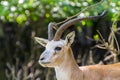 Goitered gazelle (Gazella subgutturosa)